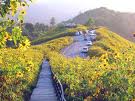 Dok Buatong field, Doi Mae Oo-Kaw, Mae Hong Son